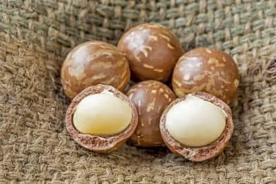 Best Quality Raw Macadamia Nuts in shell